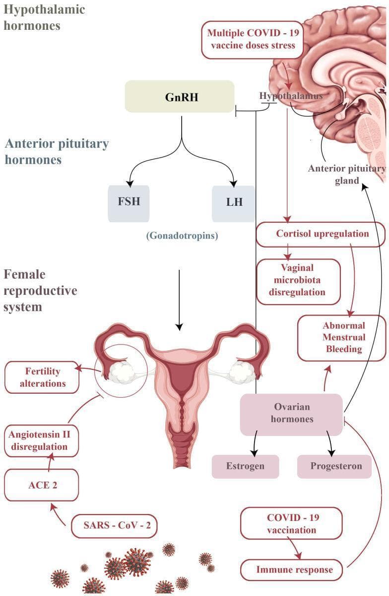 A pathophysiology diagram illustrating the hypothalamic-pituitary-gonadal (HPG) axis and potential mechanisms for gynecological changes following COVID-19 vaccination or infection. The central axis shows the Hypothalamus releasing GnRH, which stimulates the Anterior Pituitary Gland to release the gonadotropins FSH and LH, acting upon the female reproductive system (uterus and ovaries). A secondary pathway details the 'Multiple COVID-19 vaccine doses stress' response, which is shown to inhibit pulsatile GnRH secretion and promote 'Cortisol upregulation.' This cortisol increase is linked to 'Vaginal microbiota dysregulation' and 'Abnormal Menstrual Bleeding.' Simultaneously, an 'Immune response' from vaccination is depicted affecting 'Ovarian hormones' (Estrogen and Progesterone), also contributing to menstrual irregularities. Finally, the diagram indicates that SARS-CoV-2 infection can lead to 'Angiotensin II dysregulation' via the ACE2 receptor on ovarian tissue, potentially resulting in 'Fertility alterations.' This medical illustration serves to visualize the complex neuroendocrine and immunological interactions impacting reproductive health in the context of viral stress and immune activation.