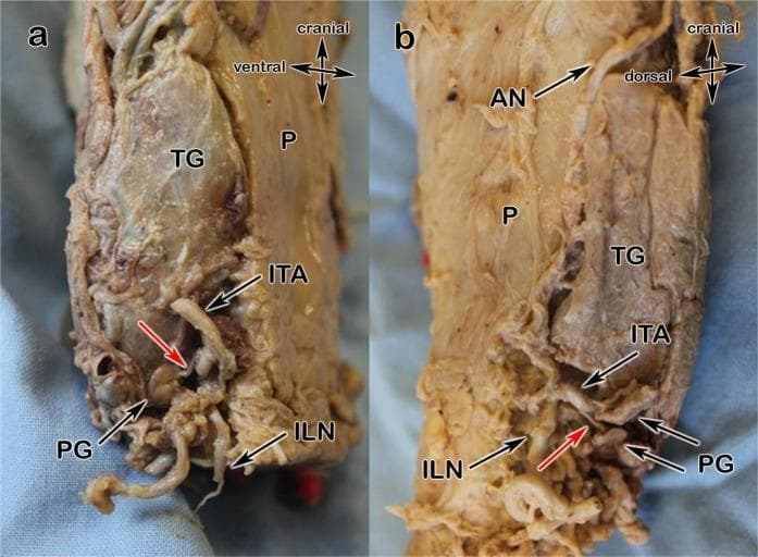 This medical specimen photograph consists of two panels (a and b) illustrating the neurovascular anatomy and arterial supply variations of the human parathyroid glands. Panel (a) shows Type a vascularization where the parathyroid glands (PG) receive their primary blood supply (red arrows) from branches of the inferior thyroid artery (ITA). The thyroid gland (TG) is positioned ventrally to the pharynx (P), with the inferior laryngeal nerve (ILN) serving as a critical surgical landmark. Panel (b) demonstrates Type b vascularization, characterized by the presence of prominent anastomoses (AN) between the superior thyroid artery and the inferior thyroid artery (ITA), enhancing collateral circulation to the parathyroids (PG). Both images provide a lateral or dorsal-lateral view of the larynx/pharynx region, emphasizing the spatial relationships between the thyroid lobe, the recurrent (inferior) laryngeal nerve, and the adjacent parathyroid tissue. These images are intended for surgical education to aid in the preservation of parathyroid function and nerve integrity during thyroidectomy.
