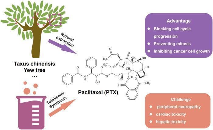 Educational infographic summarizing the production, mechanism of action, and clinical challenges of the chemotherapy agent Paclitaxel (PTX). Central to the diagram is the chemical structure of Paclitaxel. To the left, two sources of the drug are depicted: 'Natural extraction' from the Taxus chinensis (Yew tree) and 'Total/semi Synthesis' represented by laboratory glassware. On the right, two call-out boxes summarize key pharmacological information. The upper 'Advantage' box lists therapeutic mechanisms: blocking cell cycle progression, preventing mitosis, and inhibiting cancer cell growth. The lower 'Challenge' box lists clinical toxicities and adverse effects: peripheral neuropathy, cardiac toxicity, and hepatic toxicity. This diagram serves as a pharmacologic overview of an antineoplastic microtubule stabilizer, highlighting the transition from natural product discovery to clinical application and the associated therapeutic window considerations.