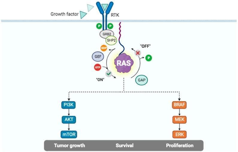 This pathophysiology diagram illustrates the Receptor Tyrosine Kinase (RTK) and RAS signaling pathway, highlighting mechanisms of intracellular signal transduction. The process initiates at the plasma membrane where 'Growth factors' bind to the extracellular domain of an RTK. This triggers intracellular autophosphorylation, represented by green 'P' markers, which recruits adapter proteins GRB2 and SHP2. The central component is the RAS molecular switch, shown cycling between an 'ON' state (GTP-bound) and an 'OFF' state (GDP-bound). Transition to the active 'ON' state is facilitated by Guanine Nucleotide Exchange Factors (GEF), while inactivation is mediated by GTPase-activating proteins (GAP). Activated RAS triggers two primary downstream effector cascades: the PI3K/AKT/mTOR pathway and the BRAF/MEK/ERK (MAPK) pathway. The diagram links these pathways to critical biological outcomes including 'Tumor growth', 'Survival', and 'Proliferation'. This educational visual is designed to explain oncogenic signaling and cellular regulation at a level suitable for medical and biomedical students.