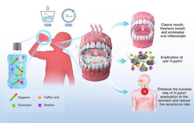 This medical infographic illustrates the mechanism and application of MAXPOWER Biological Antibacterial Liquid, a mouthwash designed to eradicate oral Helicobacter pylori. The diagram outlines a two-step clinical protocol: Step 1 involves measuring 20ml of the solution, and Step 2 specifies a 2-minute gargle duration. The formulation's active components are visualized as molecular icons: Magainin (spiral structure), Sinensetin (green hexagonal shape), Caffeic acid (orange circle), and Betaine (purple circle). The central illustration depicts the mouthwash acting within the oral cavity to disrupt H. pylori bacteria. The educational outcomes are highlighted through three pathways: clinical oral hygiene (cleansing, breath freshening, and inflammation reduction), microbiological eradication (direct killing of oral H. pylori), and gastroenterological benefit (enhancing the success rate of gastric H. pylori eradication and reducing recurrence by eliminating oral reservoirs). The graphic serves as a schematic for oral-gastric healthcare protocols targeting bacterial colonization.