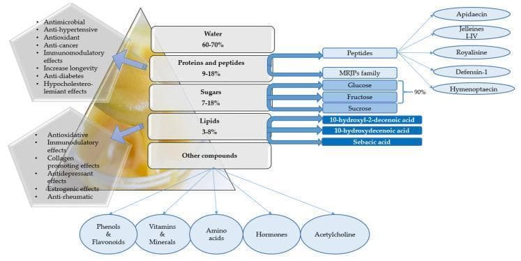This infographic and infographic-style diagram illustrates the biochemical composition and biological properties of royal jelly, a substance used in complementary medicine and nutrition. The central hierarchical structure lists the primary macronutrients by percentage: water (60-70%), proteins and peptides (9-18%), sugars (7-18%), lipids (3-8%), and other minor compounds. The diagram specifically identifies key bioactive molecules including peptides such as Apidaecin, Jelleines I-IV, Royalisine, Defensin-1, Hymenoptaecin, and the Major Royal Jelly Protein (MRJP) family. Listed lipids include 10-hydroxyl-2-decenoic acid, 10-hydroxydecenoic acid, and sebacic acid. The 'other' category details minor constituents like phenols, flavonoids, vitamins, minerals, amino acids, hormones, and acetylcholine. Flanking the composition are clinical functional activities attributed to these components, highlighting antimicrobial, antioxidant, anti-hypertensive, immunomodulatory, estrogenic, anti-diabetic, and collagen-promoting effects. This diagram is designed for pharmacology and nutritional science education, summarizing the complex biochemical profile and potential therapeutic pathways of royal jelly in human health and aging-related contexts.