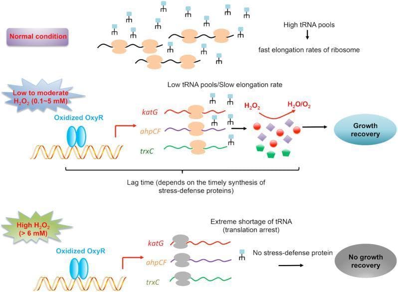 This pathophysiology diagram illustrates the impact of oxidative stress (H2O2) on the translational elongation rate in Escherichia coli, highlighting the role of tRNA pools. The schematic is divided into three tiers: 1) Normal condition: High tRNA pools facilitate fast ribosome elongation rates on mRNA. 2) Low to moderate H2O2 (0.1-5 mM): Oxidized OxyR transcription factor activates stress-defense genes (katG, ahpCF, trxC). However, low tRNA availability causes slow elongation, leading to a lag time before stress-defense proteins accumulate to neutralize H2O2, eventually allowing growth recovery. 3) High H2O2 (>6 mM): Despite OxyR activation, an extreme tRNA shortage leads to translation arrest. Ribosomes (depicted in gray) fail to synthesize stress-defense proteins, resulting in no growth recovery and cell death. The diagram teaches the concept of translational elongation as a physiological bottleneck during oxidative stress response, where the timely synthesis of protective enzymes is critical for maintaining redox homeostasis and bacterial survival.