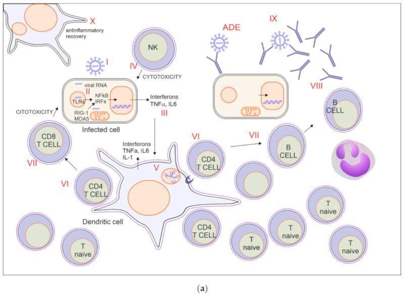 This pathophysiology diagram illustrates the coordinated innate and adaptive immune response to a viral infection, specifically SARS-CoV-2. The visual sequence (Roman numerals I-X) begins with viral RNA entry into a host cell. Intracellular sensing via TLRs, RIG-1, and MDA5 activates NFkB and IRF pathways, leading to the secretion of pro-inflammatory cytokines including Interferons, TNF-alpha, IL-6, and IL-1. A central dendritic cell acts as an antigen-presenting cell, activating CD4+ and naive T cells. The diagram highlights effector mechanisms including cytotoxicity by Natural Killer (NK) cells and CD8+ T cells against the infected cell. Adaptive immunity is further depicted through B cell activation and the production of antibodies (IgG/IgM). The visual also notes Antibody-Dependent Enhancement (ADE) where antibodies facilitate viral entry. The final stage shows anti-inflammatory recovery and tissue resolution. This educational resource demonstrates the transition from innate recognition to cellular and humoral immunity required for viral clearance.
