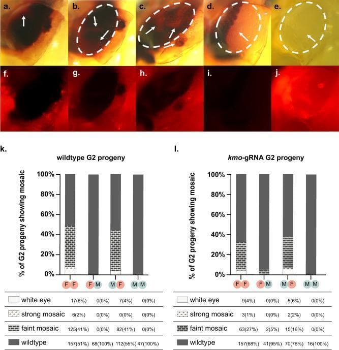 This composite educational resource illustrates the phenotypic outcomes of CRISPR-based gene drive targeting the kmo gene in Culex mosquitoes, a common vector in medical entomology research.
Panels a–j present clinical-style close-up photographs of mosquito eyes across a spectrum of pigmentation loss. Under white light (a–e), 'faint mosaics' (a–c) show small localized depigmented patches (white arrows). 'Strong mosaics' (d) exhibit larger, coalescing areas of reduced pigmentation, while 'white eyes' (e) demonstrate total loss of endogenous eye pigment. Panels f–j provide corresponding mCherry fluorescence filter views, used to track transgenes via fluorescent markers.
Panels k and l contain comparison stacked bar charts detailing the penetrance of these phenotypes in G2 progeny (wildtype vs. kmo-gRNA groups). The charts compare four experimental crosses (FF, FM, MF, MM), quantifying the distribution of wildtype, faint mosaic, strong mosaic, and white eye phenotypes. These data visualize how parental sex and transgene inheritance influence somatic mosaicism through transgenerational deposition of Cas9/gRNA complexes. This material is used to teach concepts of gene-drive mechanisms, inheritance bias, and genetic vector control strategies in medical research.