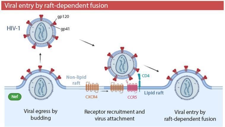 This pathophysiology diagram illustrates the life cycle stages of Human Immunodeficiency Virus Type 1 (HIV-1) at the T-lymphocyte plasma membrane, specifically focusing on the role of lipid rafts in viral entry and egress. The illustration is divided into three sequential phases. 1. Viral egress by budding: Depicts the HIV-1 virulence factor Nef promoting viral budding from a lipid raft domain. 2. Receptor recruitment and virus attachment: Shows the mature HIV-1 virion, with labeled glycoproteins gp120 (outer spike) and gp41 (transmembrane component), attaching to the CD4 receptor. Visually, the CXCR4 co-receptor is recruited from the non-lipid raft domain toward the lipid raft containing the CCR5 co-receptor and CD4. 3. Viral entry by raft-dependent fusion: Demonstrates the final stage where the viral envelope fuses with the host plasma membrane within the lipid raft platform. The diagram uses distinct color coding to differentiate membrane microdomains and protein receptors (blue for CD4, pink for CCR5, and orange for CXCR4), highlighting the compartmentalization necessary for viral pathogenesis.