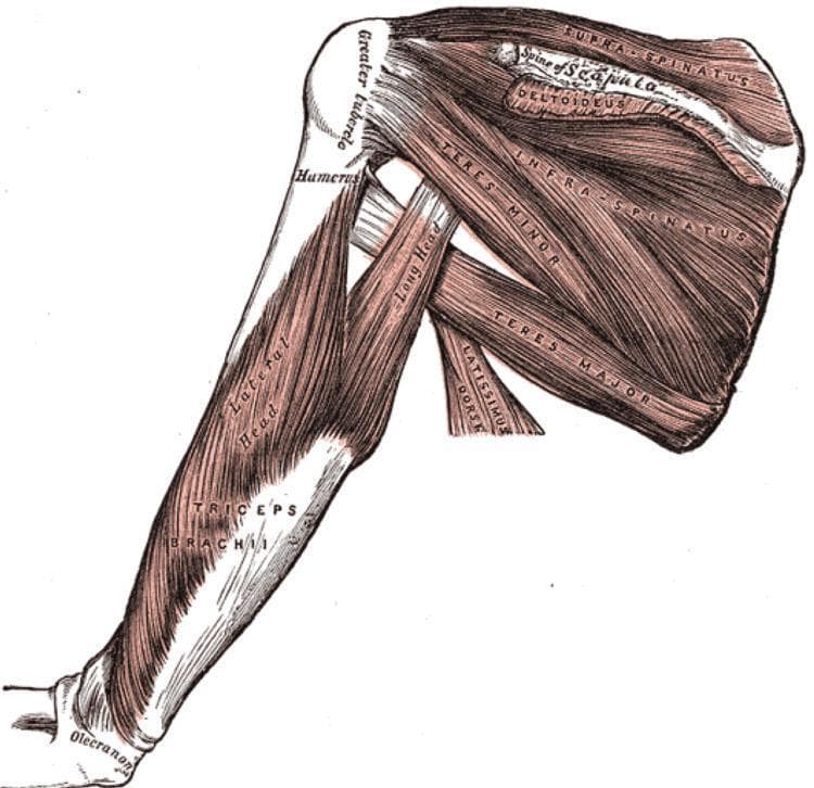 This medical anatomical diagram illustrates the musculature of the human shoulder and upper arm from a posterior perspective. The illustration highlights the rotator cuff complex and its relationship to the scapula and humerus. Key structures identified include the supraspinatus, originating above the spine of the scapula; the infraspinatus, occupying the infraspinous fossa; and the teres minor and teres major muscles positioned along the lateral border of the scapula. The deltoideus is shown partially overlying the posterior joint. On the humerus, the greater tubercle is clearly marked as an insertion point. The triceps brachii is depicted on the posterior arm, specifically identifying the long head—which passes between the teres minor and major—and the lateral head. The distal insertion of the triceps onto the olecranon of the ulna is visible. This diagram serves as a clinical education tool for understanding shoulder stability, biomechanics, and the spatial arrangement of the musculoskeletal system relevant to orthopedics and sports medicine.