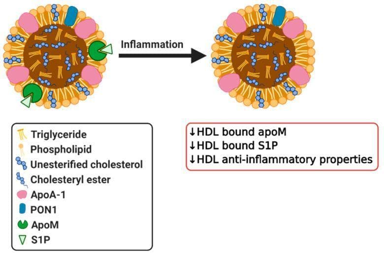 This pathophysiology diagram illustrates the transition of High-Density Lipoprotein (HDL) into a dysfunctional state due to inflammation. The visual displays two spherical HDL particles: one in a healthy state and one post-inflammation, linked by a directional arrow. A detailed legend identifies key components: a hydrophobic core of triglycerides and cholesteryl esters, and a surface monolayer containing phospholipids, unesterified cholesterol, Apolipoprotein A-1 (ApoA-1), Paraoxonase 1 (PON1), Apolipoprotein M (ApoM), and Sphingosine 1-phosphate (S1P). In the healthy state, ApoM (green circles) and its ligand S1P (light green triangles) are bound to the particle surface. Following the 'Inflammation' transition, the second particle shows the loss of ApoM and S1P molecules. An adjacent summary box specifies that inflammation leads to a decrease in HDL-bound ApoM, a decrease in HDL-bound S1P, and a subsequent reduction in the anti-inflammatory properties of the HDL particle. This diagram highlights how systemic inflammatory stimuli alter lipoprotein composition, contributing to increased cardiovascular risk.