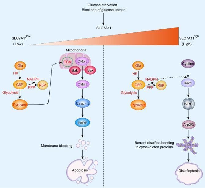 A pathophysiology diagram illustrating the metabolic pathways leading to cell death in response to glucose starvation or blockade of glucose uptake, stratified by SLC7A11 expression levels. The schematic is divided into two vertical panels. The left panel shows SLC7A11-low cells, where reduced glycolysis and pentose phosphate pathway (PPP) activity lead to mitochondrial dysfunction (TCA cycle inhibition, Bak/Bax activation, and cytochrome c release), resulting in Caspase-3 activation, PARP cleavage, membrane blebbing, and classical apoptosis. The right panel shows SLC7A11-high cells, characterized by high cystine uptake. In the absence of glucose-derived NADPH, cystine reduction causes disulfide stress, which triggers the Rac-WRC-Arp2/3 signaling pathway. This leads to aberrant disulfide bonding in cytoskeleton proteins and a distinct form of regulated cell death known as disulfidptosis, depicted by cell shrinkage. Key molecules identified include hexokinase (HK), G6P, pyruvate, NADPH, and Cyto c. The diagram uses color-coded circles and flow arrows to differentiate metabolic intermediates from regulatory signaling complexes and final cellular outcomes.