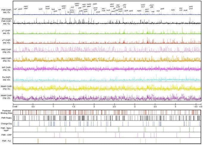 This diagnostic diagram presents genome-wide ChIP-seq and ChIP-chip data for Escherichia coli K-12, serving as a model for understanding transcriptional regulation under varying oxygen levels. The figure displays ten color-coded data tracks aligned to genomic coordinates (0 to 4.6 mB). The tracks include FNR binding under anaerobic conditions (blue), FNR in a Δhns/ΔstpA mutant (black), σ70 subunit of RNAP under anaerobic (green) and aerobic (red) conditions, H-NS occupancy (light purple/orange), IHF (purple), Fis (aqua), and the β subunit of RNAP (yellow/dark purple). Below the signal tracks, discrete tick marks indicate predicted FNR binding sites, actual ChIP-seq peaks, and FNR peaks categorized by their regulatory outcomes or co-regulators (NarL/NarP, CRP, Fur). The comparison highlights how the deletion of nucleoid-associated proteins like H-NS unmasks additional FNR binding sites. This visualization is essential for studying microbial pathogenesis and the molecular mechanisms of oxygen-dependent gene expression in biomedical research.