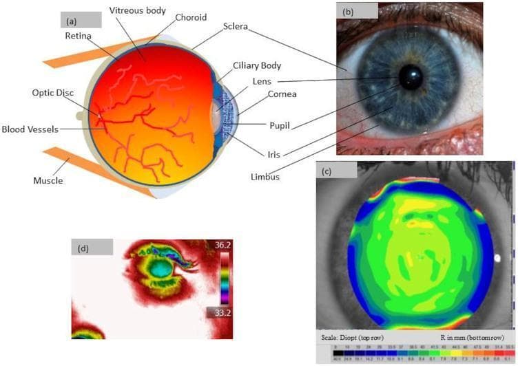 This composite educational image illustrates the anatomical and physiological features of a healthy human eye. Panel (a) is a cross-sectional anatomical diagram labeling key structures: retina, optic disc, blood vessels, vitreous body, choroid, sclera, ciliary body, lens, cornea, pupil, iris, and limbus. Panel (b) shows a high-resolution clinical photograph of the anterior segment, highlighting the iris pattern, pupil, and corneal clarity. Panel (c) is a corneal topography map displaying the anterior curvature in Diopters (refractive power) and millimeters (radius of curvature), with color-coded gradients indicating surface regularities. Panel (d) presents an infrared thermographic image showing surface temperature distribution. It highlights a physiological gradient where the central cornea is cooler (approximately 33.2°C) compared to the vascularized scleral and periocular regions (reaching 36.2°C). This multi-modal representation serves to teach ocular anatomy, corneal geometry, and thermal physiology for medical and optometric education.