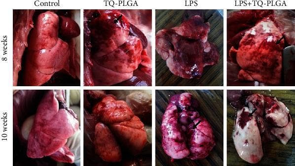 This composite of clinical photographs displays gross anatomical specimens of rat lungs across four experimental groups at 8-week and 10-week intervals. The images illustrate a comparative study on Lipopolysaccharide (LPS)-induced pulmonary injury and the therapeutic effects of Thymoquinone-loaded PLGA nanoparticles (TQ-PLGA NPs). The 'Control' group shows normal pink, spongy pulmonary morphology. The 'TQ-PLGA' group exhibits mild apical hepatization (indicated by arrows). The 'LPS' group demonstrates significant pathology, including dark red consolidations, depressed areas, and contracted, small-sized lobules indicative of chronic pneumonia and tissue damage. In contrast, the 'LPS + TQ-PLGA' group shows visual evidence of restoration, characterized by a return to more normal lobule size and a mixed whitish-red color, though persistent small red foci (arrows) remain visible. These specimens highlight the progression of inflammatory lung disease and the macroscopic indicators of pharmacological intervention and tissue recovery in an animal model of chronic active pneumonia.
