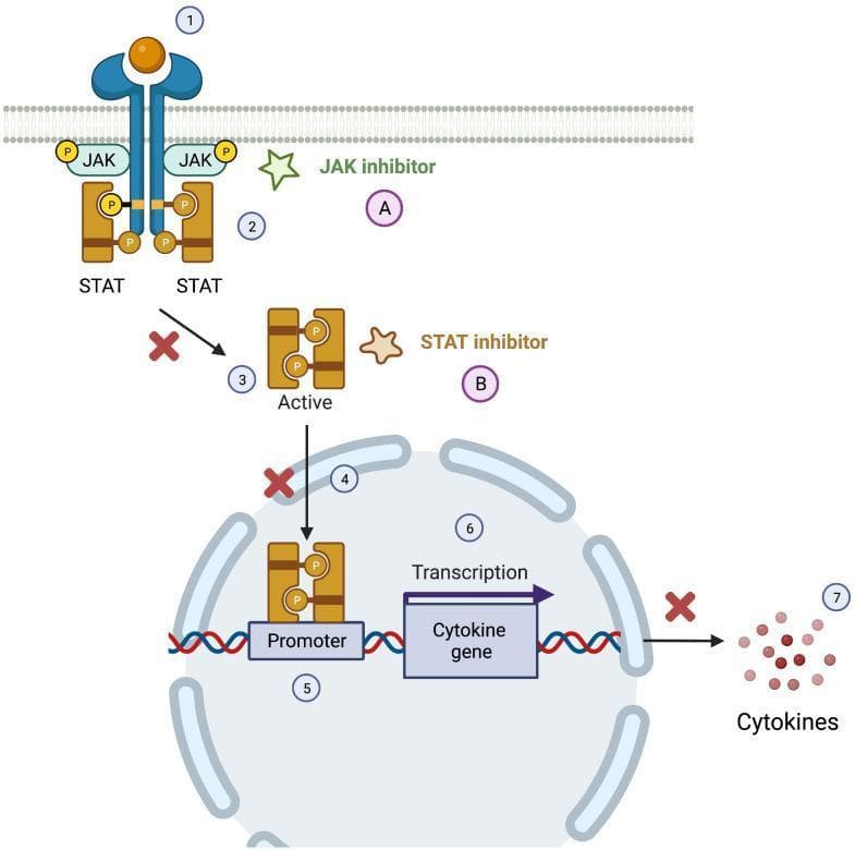 A pathophysiology diagram illustrating the JAK-STAT signaling pathway and points of therapeutic inhibition. The process begins at the cell membrane where a cytokine ligand (1) binds to a transmembrane receptor. This triggers Janus Kinases (JAK) to phosphorylate the receptor tails, facilitating the docking and phosphorylation of signal transducer and activator of transcription (STAT) proteins (2). Phosphorylated STATs then dissociate (3) and form an active dimer which translocates into the nucleus (4). Inside the nucleus, the STAT dimer binds to a specific promoter region on the DNA (5), initiating the transcription of cytokine genes (6) and resulting in the extracellular release of cytokines (7). The diagram highlights two pharmacological targets: JAK inhibitors (A), which act near the membrane to prevent phosphorylation; and STAT inhibitors (B), which are shown blocking the translocation of STAT dimers and the subsequent production of pro-inflammatory cytokines, indicated by red 'X' marks. This schematic is utilized to explain the mechanism of action for precision medicine in treating primary immune disorders and inflammatory conditions.