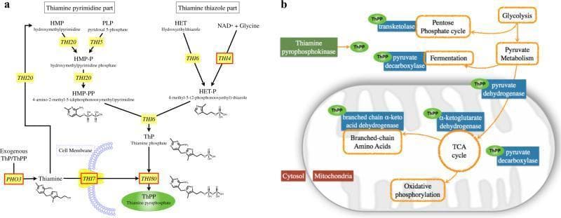 This medical illustration comprises two panels detailing thiamine (Vitamin B1) metabolism. Panel A depicts the de novo thiamine biosynthesis pathway and transport mechanism. It shows the convergence of the thiamine pyrimidine part (from HMP and PLP via THI20 and THI5) and the thiamine thiazole part (from HET and NAD+ via THI6 and THI4). Intermediates include HMP-PP and HET-P, which fuse via THI6 to form thiamine phosphate (ThP). Extracellular thiamine uptake involves PHO3 and the THI7 transporter, culminating in the synthesis of the active cofactor, thiamine pyrophosphate (ThPP), by THI80. Panel B is a metabolic map showing the subcellular localization of ThPP-dependent reactions in the cytosol and mitochondria. Key essential enzymes requiring ThPP as a cofactor are highlighted in blue, including transketolase (Pentose Phosphate pathway), pyruvate decarboxylase (fermentation), and mitochondrial complexes: pyruvate dehydrogenase, alpha-ketoglutarate dehydrogenase (TCA cycle), and branched-chain alpha-keto acid dehydrogenase. The diagram illustrates how thiamine deficiency would disrupt central energy metabolism and carbohydrate processing.