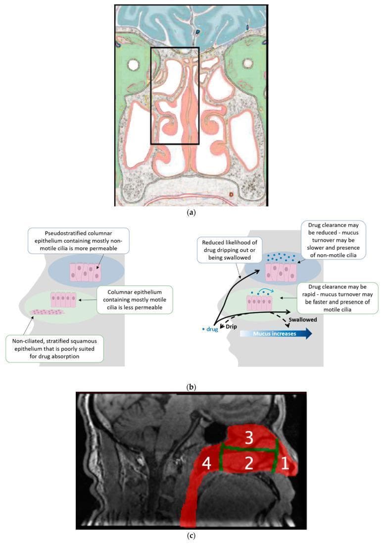 A multi-panel figure illustrating human nasal anatomy and drug delivery concepts. Panel (a) shows a coronal anatomical cross-section of the frontal head, focusing on the posterior nasal cavity. Key structures include the central nasal septum and lateral turbinates (conchae), with a black box highlighting the superior region enriched with olfactory epithelium. Panel (b) provides comparative histological diagrams and a sagittal head silhouette. The left diagram distinguishes three mucosal types: pseudostratified columnar epithelium (more permeable, non-motile cilia), columnar epithelium (less permeable, motile cilia), and non-ciliated stratified squamous epithelium. The right diagram depicts clearance mechanisms, showing how drugs delivered to the upper nasal space (UNS) avoid dripping or swallowing, unlike delivery to the lower nasal space where rapid mucus turnover and motile cilia facilitate clearance. Panel (c) is a sagittal MRI with a color-coded SPECT overlay dividing the nasal cavity into four functional regions for deposition analysis: (1) Vestibule, (2) Lower nasal space, (3) Upper nasal space (UNS), and (4) Nasopharynx. The figure demonstrates the anatomical and physiological basis for targeting the UNS in intranasal drug delivery.