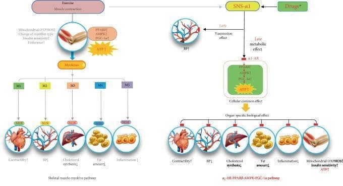 A pathophysiology diagram illustrating the comparative metabolic pathways of exercise-induced skeletal muscle contraction versus α1-adrenergic receptor (α1-AR) activation. The left side details the 'Skeletal muscle-myokine pathway,' where exercise triggers muscle contraction, leading to increased mitochondrial oxidative phosphorylation (OXPHOS), PGC-1α signaling, and ATP production. This results in the secretion of myokines (M1–M5) that interact with specific receptors (M1R–M5R) to influence multiple organs: increasing cardiac contractility, reducing blood pressure (BP), decreasing liver cholesterol synthesis, reducing adipose tissue fat, and lowering systemic inflammation. The right side illustrates the 'α1-AR-PPARδ-AMPK-PGC-1α pathway,' initiated by the sympathetic nervous system (SNS-α1) or drugs like midodrine. This pathway features an early vasomotion effect (BP elevation) and a late metabolic effect. The metabolic cascade involves PPARδ, AMPK, and PGC-1α, leading to increased ATP and mirrored organ-specific benefits, including improved skeletal muscle insulin sensitivity and mitochondrial OXPHOS. The diagram serves as an educational tool to explain how pharmacological α1-AR agonists can mimic several systemic health benefits typically associated with physical exercise.