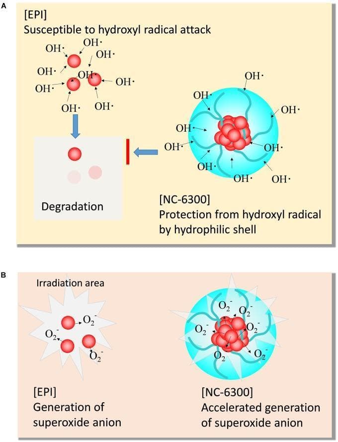 This pathophysiology diagram illustrates the comparative mechanism of action and stability of Epirubicin (EPI) and NC-6300 (an epirubicin-incorporating micelle) during sonodynamic therapy (SDT). Panel A depicts chemical stability against reactive oxygen species. It shows that free EPI is susceptible to hydroxyl radical (OH•) attack, leading to drug degradation, visually represented by fading red spheres. In contrast, NC-6300 features a protective hydrophilic shell (PEG-polyamino acid polymer) that shields the drug core from hydroxyl radicals, maintaining stability. Panel B demonstrates the sonosensitizing activity within an irradiation area. While both substances generate superoxide anions (O2•−) upon irradiation, NC-6300 shows accelerated generation compared to free EPI. This is graphically indicated by a higher density of O2•− symbols and larger radial sparks around the micellar structure. The diagram highlights two key pharmaceutical advantages of the NC-6300 nanocarrier: protection of the active moiety from premature degradation and enhanced therapeutic reactive oxygen species production for antitumor effects.