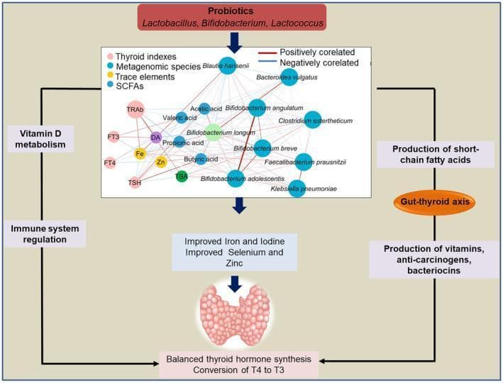 This pathophysiology diagram illustrates the 'gut-thyroid axis' and the influence of probiotics on thyroid function. At the top, probiotics including Lactobacillus, Bifidobacterium, and Lactococcus initiate a signaling cascade. A central network diagram shows correlations between metagenomic species (e.g., Bifidobacterium longum, Faecalibacterium prausnitzii), short-chain fatty acids (SCFAs like acetic and butyric acid), trace elements (Fe, Zn), and thyroid indexes (TRAb, FT3, FT4, TSH). Blue lines indicate negative correlations, while red lines indicate positive correlations. The pathway branches into two main regulatory loops: the left side focuses on Vitamin D metabolism and immune system regulation, while the right side emphasizes SCFA production and the secretion of vitamins, anti-carcinogens, and bacteriocins. These processes converge to improve the bioavailability of essential trace elements (iron, iodine, selenium, and zinc), ultimately leading to balanced thyroid hormone synthesis and the peripheral conversion of T4 to T3. The diagram serves as an educational tool for understanding how gut microbiota modulation supports endocrine homeostasis.