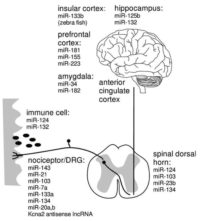 This pathophysiology diagram illustrates the ascending nociceptive pathway and the associated microRNAs (miRNAs) involved in neuropathic pain. The schematic traces the signal flow from the periphery to the central nervous system. It begins with an immune cell and nociceptor/dorsal root ganglion (DRG) at the peripheral level, connecting to the spinal dorsal horn, depicted as a characteristic butterfly-shaped cross-section. The pathway continues cephalad to the anterior cingulate cortex and into various brain regions, including the prefrontal cortex, insular cortex, hippocampus, and amygdala. Each anatomical station is annotated with specific miRNAs (such as miR-124, miR-132, miR-143, and miR-21) that are causally associated with the maintenance of neuropathic pain within those specific tissues. The diagram effectively highlights the complex molecular and cellular landscape of pain chronification across the peripheral and central nervous systems, serving as an educational resource for understanding the epigenetic regulation of chronic pain states.