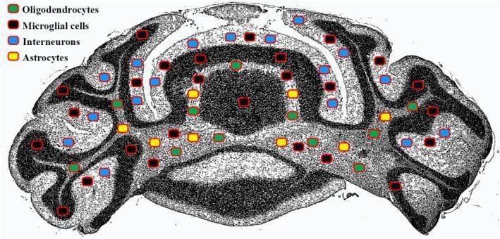 This anatomical diagram displays a coronal section of the cerebellum, highlighting the specialized distribution of neural and glial cells within its histological layers. The illustration uses a color-coded mapping system to identify four key cell types: Interneurons (blue), Astrocytes (yellow), Oligodendrocytes (green), and Microglial cells (black). The cerebellar architecture is visually differentiated into the outer gray matter (molecular and granular layers) and the inner white matter core. Interneurons are primarily localized within the superficial molecular layer. Astrocytes and oligodendrocytes are depicted as being concentrated within the central white matter regions, reflecting their roles in metabolic support and myelination, respectively. Microglial cells are shown distributed ubiquitously throughout both the gray and white matter, illustrating their role in immune surveillance across the entire structure. This diagram serves as an educational tool for neuroanatomy and neurobiology, demonstrating the regional specificity of glia and neurons within the cerebellar cortex and subcortical regions.