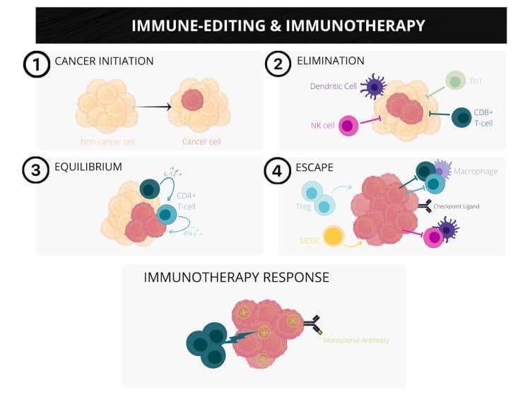 A pathophysiology diagram illustrating the three stages of cancer immunoediting and the mechanism of immunotherapy response. The diagram is divided into four numbered sections followed by a concluding panel. 1) Cancer Initiation: Shows the transformation of normal cells into malignant cells. 2) Elimination: Depicts innate and adaptive immune cells, including Dendritic cells, NK cells, Th1 cells, and CD8+ T-cells, actively targeting and inhibiting early cancer cell growth. 3) Equilibrium: Illustrates a steady state where CD4+ T-cells and cytokines like IL-12 and IFN-gamma control tumor progression without complete eradication. 4) Escape: Shows the tumor microenvironment becoming immunosuppressive, featuring Regulatory T-cells (Treg), Myeloid-derived suppressor cells (MDSC), and macrophages, alongside checkpoint ligands that allow the tumor mass to proliferate. The final panel, Immunotherapy Response, demonstrates a monoclonal antibody targeting specific tumor antigens (marked with '+' signs) to overcome immune evasion and induce tumor regression. This educational visual explains the concepts of immunosurveillance and therapeutic intervention in oncology.