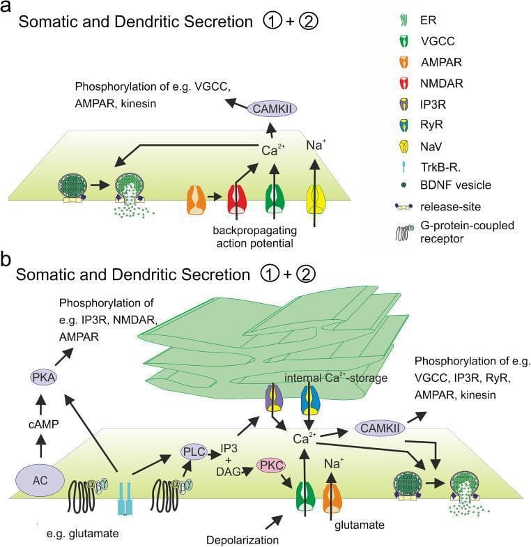 This pathophysiology diagram illustrates two cellular mechanisms (a and b) for the somatic and dendritic secretion of Brain-Derived Neurotrophic Factor (BDNF) in neurons. Mechanism (a) depicts activity-dependent release primarily triggered by extracellular calcium influx (Ca2+) through voltage-gated calcium channels (VGCC) and N-methyl-D-aspartate receptors (NMDAR) during backpropagating action potentials. In contrast, mechanism (b) highlights the role of intracellular signaling and calcium release from internal stores. This pathway involves glutamate-activated G-protein-coupled receptors (GPCR) and TrkB receptors stimulating Phospholipase C (PLC) to produce Inositol trisphosphate (IP3) and Diacylglycerol (DAG). IP3 triggers calcium release from the endoplasmic reticulum (ER) via IP3 receptors (IP3R) and Ryanodine receptors (RyR). Both mechanisms involve kinase-mediated phosphorylation (CAMKII, PKA, PKC) of components such as VGCC, NMDAR, and kinesin to facilitate the docking and exocytosis of BDNF-containing vesicles at the release sites. The diagram provides a comprehensive view of how synaptic activity and metabotropic signaling converge to regulate neurotrophin availability in the central nervous system.