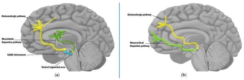 This pathophysiology diagram illustrates the cortical regulation of dopaminergic pathways in the human brain, focusing on the neurobiology of schizophrenia. The image is divided into two panels, (a) and (b), depicting a sagittal view of the brain with color-coded neural circuits. In panel (a), the diagram shows the regulation of the mesolimbic dopamine pathway (green) by a descending glutamatergic pathway (yellow) originating from the prefrontal cortex. A blue GABA interneuron in the ventral tegmental area (VTA) serves as an inhibitory bridge between the glutamate signal and the mesolimbic dopamine neurons; disruption of this 'brake' is linked to psychotic symptoms. In panel (b), the diagram shows the direct excitatory influence of the descending glutamatergic pathway (yellow) on the mesocortical dopamine pathway (green), which projects back to the cortex. This panel illustrates that dysfunction in this direct stimulatory circuit is associated with cognitive deficits. Key anatomical landmarks include the prefrontal cortex, the limbic system, and the midbrain tegmentum. The visual provides a comparison of indirect inhibition versus direct excitation in dopamine modulation.