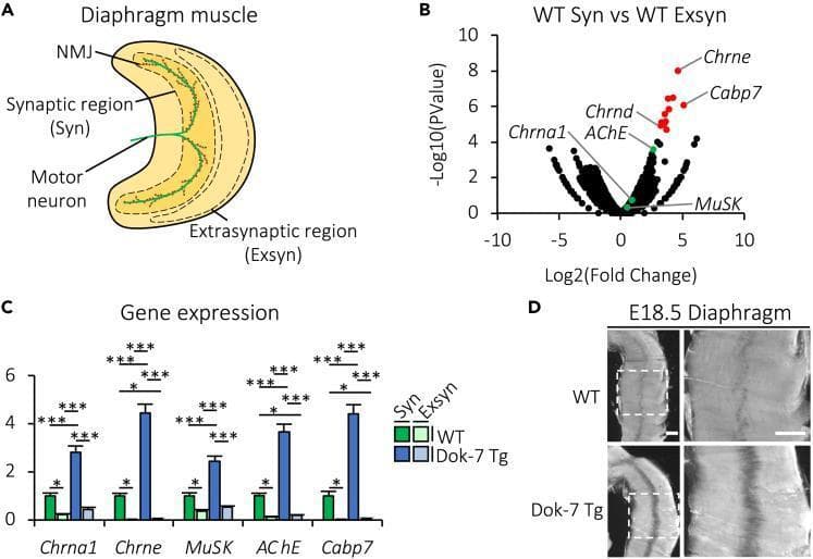 Educational figure illustrating molecular mechanisms of neuromuscular junction (NMJ) gene expression.
Panel A provides an anatomical diagram of a mouse diaphragm, demarcating the synaptic (Syn) region containing NMJ clusters and the extrasynaptic (Exsyn) region.
Panel B shows a volcano plot of RNA sequencing data comparing wild-type (WT) Syn vs. Exsyn regions. Genes like Chrna1, Chrne, AChE, MuSK, and Cabp7 are highlighted, with Cabp7 identified as highly upregulated in the synaptic region.
Panel C is a bar graph quantifying mRNA expression levels for these genes in both WT and Dok-7 transgenic (Tg) mice. Results show that forced expression of Dok-7 significantly enhances mRNA levels of Chrna1, Chrne, MuSK, AChE, and Cabp7 specifically in the synaptic region compared to WT controls.
Panel D displays whole-mount in situ hybridization images of E18.5 diaphragm muscles. It visually confirms that Cabp7 transcripts are localized to the central midmuscle synaptic region in both WT and Dok-7 Tg mice, with markedly more intense staining in the transgenic group.