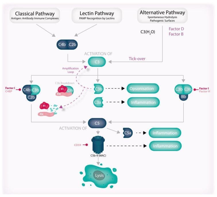 This pathophysiology diagram illustrates the three activation pathways of the human complement system: Classical, Lectin, and Alternative. The Classical pathway is triggered by antigen-antibody complexes, the Lectin pathway by PAMP recognition, and the Alternative pathway via spontaneous hydrolysis ('tick-over') involving Factors B and D. All three pathways converge at the activation of C3. Key downstream events include the cleavage of C3 into C3a (driving inflammation) and C3b (mediating opsonization). The diagram highlights an 'amplification loop' where C3b reinforces C3 activation, alongside regulatory mechanisms such as C3b breakdown by Factor I (FI) and Factor H (FH). The cascade progresses to C5 activation, resulting in C5a-mediated inflammation and the formation of the C5b-9 Membrane Attack Complex (MAC), which is regulated by CD59 and ultimately leads to cell lysis. The illustration serves as an educational summary of innate immune system proteolytic signaling, highlighting the balance between effector functions (inflammation, opsonization, lysis) and inhibitory regulation.