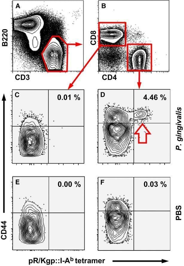 Educational flow cytometry (FACS) contour plots illustrating the immunophenotyping and gating strategy for antigen-specific T cell identification in a murine model of Porphyromonas gingivalis infection. Plot A demonstrates the initial gating of lymphocytes into B cells (B220+) and T cells (CD3+). Plot B shows the sub-gating of CD3+ T cells into CD8+ and CD4+ populations. Panels C through F utilize quad gates to analyze the expression of CD44 versus pR/Kgp::I-Ab tetramer staining to identify antigen-experienced, specific cells. Plots C and D represent mice inoculated with P. gingivalis, while E and F represent PBS-treated controls. A significant expansion of pR/Kgp-specific CD4+ T cells (4.46%) is visible in plot D (indicated by a red arrow), compared to negligible frequencies in the CD8+ control (C) and the PBS sham-treated groups (E, F). This visual data serves as a diagnostic pathway for analyzing clonal expansion of CD4+ T cells in response to specific bacterial antigens.