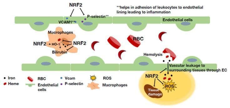 This pathophysiology diagram illustrates the protective roles of NRF2 in the context of sickle cell disease (SCD) within the vascular microenvironment. The illustration shows a blood vessel lined with green endothelial cells containing normal biconcave and crescent-shaped (sickled) red blood cells (RBCs). Key mechanisms depicted include: 1) Endothelial Protection: NRF2 inhibits the expression of adhesion molecules VCAM1 and P-selectin, which normally promote leukocyte adhesion and inflammation. 2) Heme Clearance: Within macrophages, NRF2 upregulates Heme Oxygenase-1 (HO-1), facilitating the breakdown of toxic free heme (from hemolysis) into bilirubin and iron. 3) Vascular Integrity: NRF2 is shown mitigating tissue damage and reactive oxygen species (ROS) accumulation in the surrounding tissue, specifically addressing vascular leakage through the endothelial basement membrane. The diagram highlights how NRF2 serves as a critical regulator across multiple cell types (macrophages, endothelial cells, and peripheral tissues) to reduce vaso-occlusion, inflammation, and oxidative stress induced by chronic hemolysis in SCD.