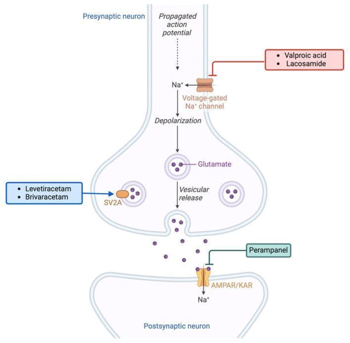 This pathophysiology diagram illustrates the excitatory glutamatergic synapse and the mechanism of action of various antiseizure medications (ASMs). The presynaptic neuron shows a propagated action potential leading to sodium (Na+) influx via voltage-gated Na+ channels and subsequent depolarization. This triggers the vesicular release of glutamate into the synaptic cleft. On the postsynaptic neuron, glutamate binds to AMPA/kainate receptors (AMPA/KAR), resulting in further Na+ influx. The diagram highlights three pharmacological intervention points: (1) Valproic acid and Lacosamide inhibiting voltage-gated Na+ channels; (2) Levetiracetam and Brivaracetam targeting the Synaptic Vesicle Protein 2A (SV2A) to modulate vesicular release; and (3) Perampanel acting as an antagonist at the postsynaptic AMPA/KAR receptors. This visual summary explains how these medications regulate neuronal hyperexcitability, which is clinically relevant in both epilepsy management and the treatment of peritumoral hyperexcitability in glioma patients.