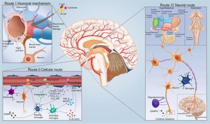 A medical pathophysiology diagram illustrating three primary routes by which cytokines and inflammatory signals enter the brain from the systemic circulation, specifically in the context of sepsis. Route I (Humoral mechanism) depicts the breakdown of the blood-brain barrier (BBB), showing capillary endothelial cells with disrupted tight junctions, allowing T cells, B cells, and cytokines to leak into the parenchyma near astrocytes and neurons. Route II (Cellular route) details the infiltration of peripheral immune cells, including neutrophils and macrophages, and the activation of cerebral endothelial cells (ECs). This section highlights the transition of resting microglia to activated microglia, mediated by DAMPs and proteinase-3, leading to the release of pro-inflammatory mediators such as TNF-alpha, iNOS, interleukins (IL-1, IL-6/12/23), and various chemokines (CXCL and CCL families). Route III (Neural route) illustrates the transmission of cytokine signals via autonomic nerve fibers and cytokine receptors, particularly affecting the hypothalamus, brainstem nuclei (nucleus solitarius), amygdala, and hippocampus. The central illustration provides anatomical context within a sagittal view of the human brain, mapping these pathways to specific neuroanatomical structures.
