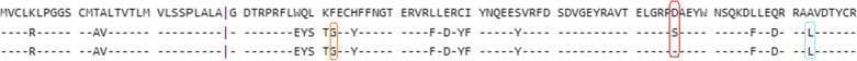This Comparison Chart illustrates a sequence alignment of Human Leukocyte Antigen (HLA) class II alleles, specifically comparing HLA-DRB1*08:01 and HLA-DRB1*08:02 using data from the IPD-IMGT/HLA database. The visualization utilizes a reference-based layout: the top row provides the full amino acid sequence in single-letter notation, while the subsequent rows represent specific alleles. In these lower rows, dashes indicates identity with the reference sequence, while letters denote amino acid substitutions. Colored boxes highlight critical areas of polymorphism. An orange box highlights a Glycine (G) residue at position 13; a red box emphasizes a position 57 variation where a Serine (S) or Aspartic Acid (D) is present, which is clinically significant for peptide binding affinity and disease susceptibility (e.g., COVID-19 and leprosy); and a light blue box marks a Leucine (L) residue at position 74. This diagram is designed for advanced immunology and genetics education, demonstrating how minor sequence variations in the beta-helix domain of HLA molecules can influence clinical outcomes and autoimmune risk.