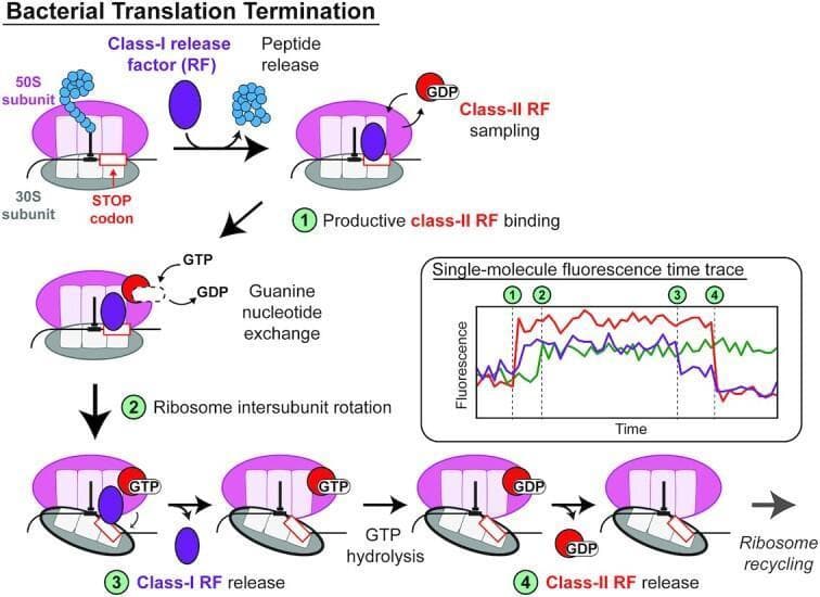 This pathophysiology diagram illustrates the sequential molecular mechanisms of bacterial translation termination and ribosome recycling. The visual is divided into a schematic pathway and a corresponding single-molecule fluorescence time trace.
Key stages depicted include:
1. Initial binding of a Class-I Release Factor (RF) to the stop codon in the A site, triggering peptide release from the 50S and 30S subunits.
2. Non-productive 'sampling' by a Class-II RF (RF3) in its GDP-bound state.
3. Productive Class-II RF binding characterized by guanine nucleotide exchange (GDP to GTP).
4. Ribosome intersubunit rotation induced by RF3-GTP, which promotes the dissociation of the Class-I RF.
5. GTP hydrolysis on the Class-II RF, leading to its release in the GDP form.
6. Final ribosome recycling.
An inset 'Single-molecule fluorescence time trace' shows multi-colored kinetic data (red, green, blue lines) corresponding to these numbered steps (1-4), highlighting changes in fluorescence intensity that correlate with factor occupancy and conformational changes. This diagram serves as an educational tool for molecular biology and microbiology, detailing the enzymatic regulation of protein synthesis termination.