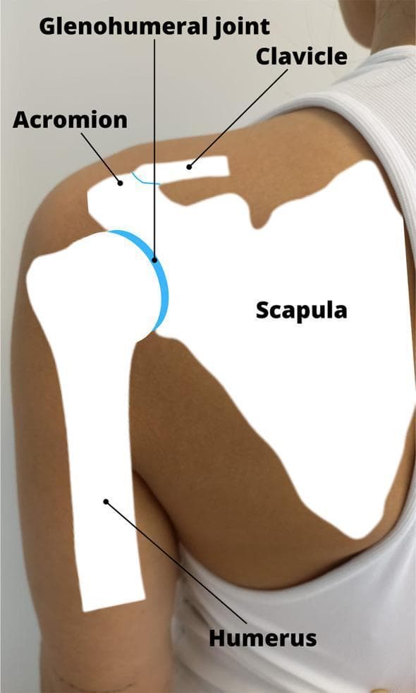 This anatomical diagram overlays a skeletal conceptualization onto a clinical photograph of a human posterior shoulder. The visual illustrates the primary components of the shoulder girdle and their spatial relationships. The scapula is depicted as a large, flat, white silhouette positioned over the upper back, featuring the acromion process superiorly. The clavicle is shown extending medially from its articulation with the acromion. The humerus is represented as a vertical long bone silhouette. The glenohumeral joint, a synovial ball-and-socket joint, is specifically highlighted with a blue semi-circular arc, indicating the interface between the humeral head and the glenoid fossa of the scapula. Labels identify the Humerus, Scapula, Clavicle, Acromion, and the Glenohumeral joint. This educational material is designed for medical students and clinicians to understand the surface anatomy and underlying skeletal structure relevant to physical examination, joint mobilization, and manual therapy techniques for shoulder pathologies such as rotator cuff injuries or impingement syndromes.