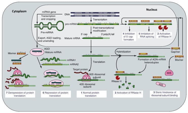 This pathophysiology diagram illustrates the mechanisms of gene expression modulation by antisense oligonucleotides (ASOs), microRNAs (miRNAs), and small interfering RNAs (siRNAs) within the nucleus and cytoplasm. In the nucleus, the diagram shows DNA transcription into pre-mRNA, which then undergoes post-transcriptional modifications including 5' capping and 3' polyadenylation to form mature mRNA. Interventions shown include ASO-mediated inhibition of 5' cap formation, inhibition of RNA splicing, and nuclear RNase H activation. In the cytoplasm, the diagram depicts normal translation via 40S and 60S ribosomal subunits. Modulatory pathways shown include: (1) miRNA processing involving export, Argonaute (AGO) loading, and unwinding to repress translation; (2) AON-mRNA heteroduplex formation leading to cytoplasmic RNase H-mediated mRNA degradation; (3) steric hindrance of ribosomal binding by Mixmers; and (4) derepression of protein translation. The visual highlights pharmacological targets for gene silencing and protein modulation, relevant to molecular biology and genetic therapeutics.