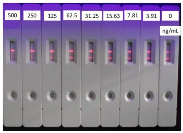 This clinical laboratory photograph displays a series of nine time-resolved fluorescent immunochromatographic assay (TRFICA) test strips, arranged from left to right to demonstrate a standard curve for the antibiotic tylosin. Each vertically oriented cassette features a sample well at the bottom and a viewing window above. Within the viewing window, fluorescent pink lines are visible under ultraviolet light. The concentration of tylosin decreases from left to right (500, 250, 125, 62.5, 31.25, 15.63, 7.81, 3.91, and 0 ng/mL). Each strip shows a top Control line (C-line) for assay validation. The Test line (T-line), positioned just below the C-line, demonstrates a competitive inhibition profile: the fluorescent intensity of the T-line is absent or faint at high tylosin concentrations (500 ng/mL) and increases progressively as the concentration decreases toward 0 ng/mL. This visual progression illustrates the quantitative detection capability of the assay, commonly used for monitoring antibiotic residues in food products like milk to prevent drug resistance and allergic reactions.