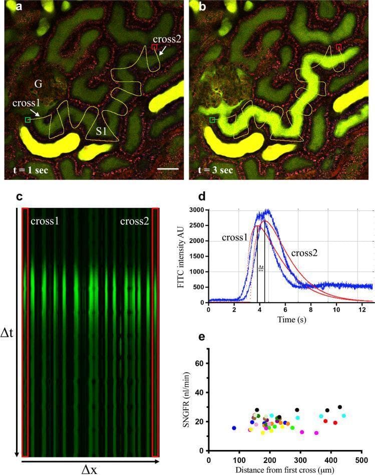 This composite educational image illustrates the 'linescan method' for in vivo measurement of single-nephron glomerular filtration rate (SNGFR). Panels (a) and (b) are multiphoton microscopy (MPM) frames showing the filtration of a green fluorescent dye (FITC-dextran, 3–5 kDa) from a glomerulus (G) into the early proximal tubule (S1) at t=1 second and t=3 seconds. The image demonstrates the temporal progression of the fluorescent bolus along the tubular lumen. Panel (c) displays the resulting x–t (space-time) linescan plot, where vertical green lines represent the dye crossing hand-drawn perpendicular paths (cross1 and cross2). The downward shift of peak fluorescence intensity along the y-axis (time) indicates the velocity of fluid movement. Panel (d) shows quantitative fluorescence intensity curves over time for two selected crossings, used to calculate the time delay (ΔT) between peak bolus concentrations. Panel (e) is a scatter plot validating the consistency of SNGFR measurements (nl/min) across varying distances from the glomerulus, demonstrating the method's precision in assessing renal physiology and filtration dynamics.