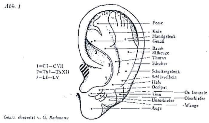 This historical anatomical diagram illustrates the first auricular map published by Paul Nogier in 1957, depicting the somatotopic organization of the human body onto the external ear (auricle). The diagram represents the 'inverted fetus' model, where specific anatomical regions of the auricle correspond to distinct body systems and structures. The lower lobule represents the head and facial structures, with labels in German for the eye (Auge), cheek (Wange), and jaw (Oberkiefer/Unterkiefer). Progressing superiorly along the antihelix and scapha, the map identifies musculoskeletal regions including the shoulder (Schulter), thorax, abdomen (Bauch), and extremities such as the hand (Handgelenk) and foot (Ferse) located at the uppermost portion of the helix. The spinal column is numerically mapped along the antihelix: 1 corresponds to the cervical vertebrae (CI-CVII), 2 to the thoracic vertebrae (ThI-ThXII), and 3 to the lumbar vertebrae (LI-LV). This illustration is a foundational element in auricular medicine and acupuncture, demonstrating the topographical relationship between the ear's surface and systemic human anatomy.