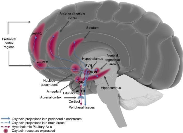 This medical illustration is a sagittal-view pathophysiology diagram of the human brain, detailing the oxytocinergic system and its interaction with the hypothalamic-pituitary-adrenal (HPA) axis. Key anatomical regions are labeled, including the prefrontal cortex (mPFC and vmPFC), anterior cingulate cortex, striatum, nucleus accumbens, amygdala, ventral tegmental area, and hippocampus. The diagram highlights the synthesis of oxytocin in the paraventricular nucleus (PVN) and supraoptic nucleus (SON) of the hypothalamus. Blue dashed lines represent central oxytocin projections terminating in various limbic and cortical regions, while solid blue arrows indicate projections to the pituitary gland and subsequent release into the peripheral bloodstream. Oxytocin receptor (OTR) expression is visually depicted by red highlighted areas and circles in target tissues. Additionally, the HPA axis is shown via the signaling of corticotropin-releasing hormone (CRH) to the pituitary and adrenocorticotropic hormone (ACTH) to the adrenal cortex, resulting in cortisol release. This educational visual explains the integration of neuropeptide signaling with neuroendocrine stress responses and social-motivational brain pathways.