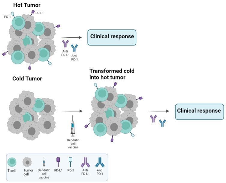 A pathophysiology diagram illustrating the differences between 'Hot' and 'Cold' tumors and the role of immunotherapy in oncological treatment. The top section depicts a 'Hot Tumor' microenvironment characterized by high infiltration of T cells (teal circles) and significant expression of PD-1 (light blue) and PD-L1 (purple) surface markers. This state leads to a favorable clinical response when treated with anti-PD-1 and anti-PD-L1 monoclonal antibodies. The bottom section shows a 'Cold Tumor' with minimal T-cell infiltration and absence of PD-L1/PD-1 markers, typically resulting in poor immunotherapy outcomes. A therapeutic pathway is illustrated showing the use of a Dendritic Cell (DC) vaccine to convert a 'Cold Tumor' into a 'Transformed cold into hot tumor.' This transformation increases lymphocyte infiltration and upregulates PD-1/PD-L1 axis expression, thereby priming the tumor for a subsequent clinical response to immune checkpoint inhibitors. The diagram emphasizes key concepts in immuno-oncology, including tumor microenvironment remodeling and the synergistic potential of combining vaccines with checkpoint blockade.