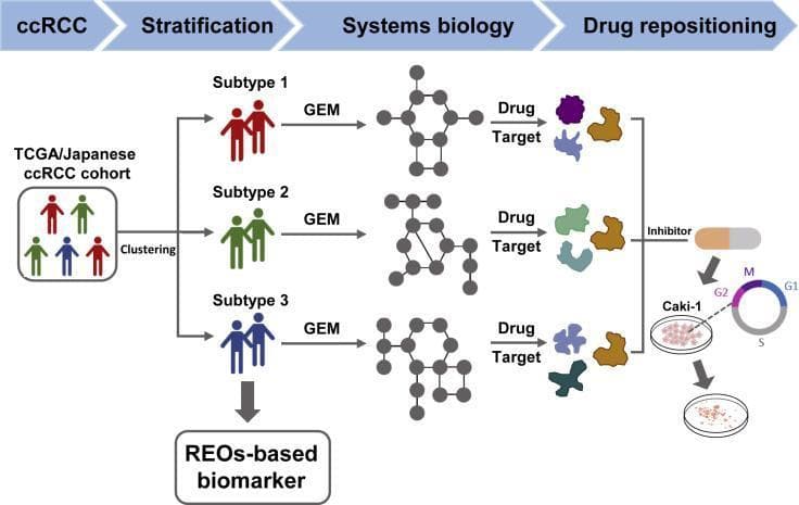 This medical flowchart illustrates a research pipeline for clear cell Renal Cell Carcinoma (ccRCC) study design, encompassing patient stratification, systems biology analysis, and drug repositioning. The workflow begins with a 'TCGA/Japanese ccRCC cohort' that undergoes 'Clustering' to stratify patients into three molecular subgroups: Subtype 1 (red), Subtype 2 (green), and Subtype 3 (blue). Parallel to this, a clinical 'REOs-based biomarker' is identified. In the 'Systems biology' phase, each subtype is processed through Genome-scale Metabolic Models (GEM), visually represented as distinct node-and-link networks. These models lead to 'Drug Target' identification, shown as diverse molecular shapes for each subtype. The 'Drug repositioning' phase focuses on an 'Inhibitor' (depicted as a therapeutic capsule) targeting these clusters. Experimental validation is shown using the Caki-1 cell line in petri dishes, demonstrating biological effects such as cell cycle arrest at the G2/M phase, indicated by a circular cell cycle diagram highlighting the transition from G2 to M. This flowchart maps the translation from multi-omic patient data to targeted therapeutic validation.