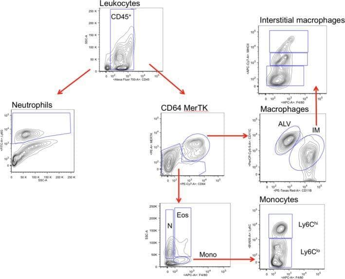 Flow cytometry gating strategy for the identification of leukocyte subpopulations in mouse lung tissue. The hierarchical analysis begins with CD45+ leukocytes gated on side scatter (SSC-A) versus CD45. This population branches into two paths: a neutrophil gate (left) defined by Ly6G expression, and a myeloid gate (right) further analyzed for CD64 and MerTK. The CD64+MerTK+ subset defines macrophages, which are subdivided into Alveolar Macrophages (ALV, CD11b-) and Interstitial Macrophages (IM, CD11b+) using a CD11c versus CD11b plot. IM are further categorized by MHCII expression levels (high, intermediate, low). The CD64-MerTK- branch is differentiated via F4/80 and SSC-A into neutrophils (N, F4/80 low), eosinophils (Eos, F4/80 intermediate), and monocytes (Mono, F4/80 high). Monocytes are finally subdivided into Ly6Chi and Ly6Clo populations. This multi-parametric approach demonstrates the precise immunophenotyping used to distinguish resident and recruited immune cells in pulmonary ischemia models.