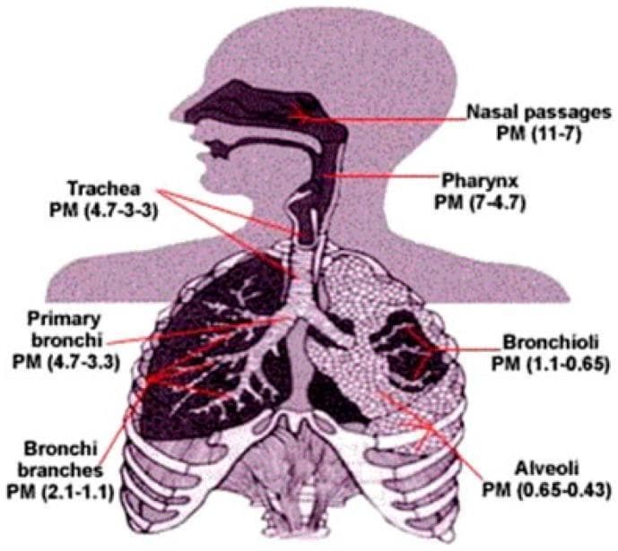 An anatomical diagram of the human respiratory system illustrating the correlation between anatomical structures and the deposition depth of particulate matter (PM) based on aerodynamic diameter. The illustration highlights the respiratory tract from the head and neck through the thoracic cavity. Specific labels indicate the range of PM size (in micrometers) that typically deposits in each region: Nasal passages (PM 11-7), Pharynx (PM 7-4.7), Trachea and Primary Bronchi (PM 4.7-3.3), Bronchi branches (PM 2.1-1.1), Bronchioli (PM 1.1-0.65), and Alveoli (PM 0.65-0.43). The diagram demonstrates the physiological principle that larger particles are filtered by upper airway defenses, while progressively smaller fine and ultrafine particles penetrate deeper into the distal tracheobronchial tree and alveolar units. This visual serves as an educational tool for environmental health and pulmonology, explaining the clinical significance of PM size in lung pathology and systemic absorption.