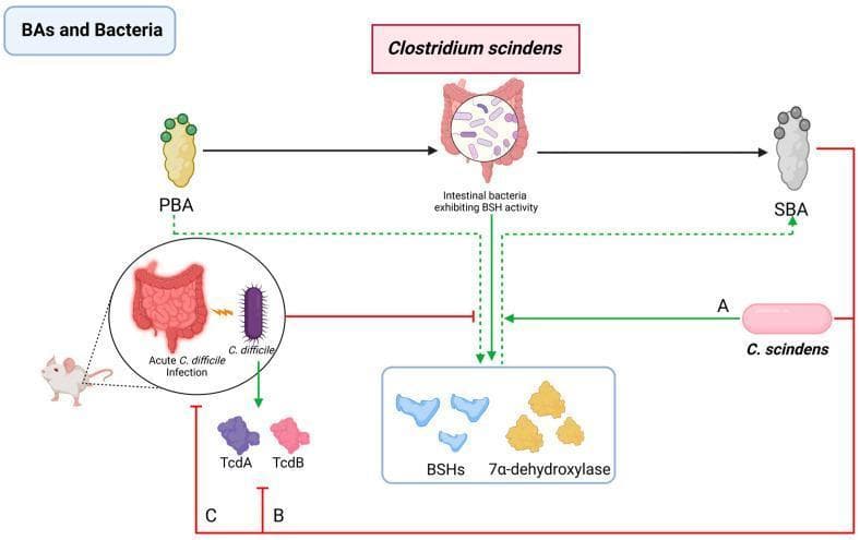 This pathophysiology diagram illustrates the protective role of Clostridium scindens (C. scindens) against acute Clostridioides difficile (C. difficile) infection through bile acid (BA) metabolism. The process begins with Primary Bile Acids (PBAs) being converted into Secondary Bile Acids (SBAs) by intestinal bacteria that possess Bile Salt Hydrolase (BSH) and 7Ͱ-dehydroxylase activity. C. scindens is shown as a critical driver of this conversion. The diagram highlights three specific inhibitory pathways (labeled A, B, and C) through which C. scindens and SBAs mitigate C. difficile infection: (A) direct inhibition of C. difficile bacterial counts, (B) suppression of C. difficile toxin production (specifically TcdA and TcdB), and (C) overall reduction of the infection's clinical impact, depicted in a mouse model. Key enzymatic components represented include BSHs and 7Ͱ-dehydroxylase, which facilitate the chemical transformation of BAs. This visual explains the therapeutic potential of microbial restoration in managing gastrointestinal dysbiosis and antibiotic-associated infections.