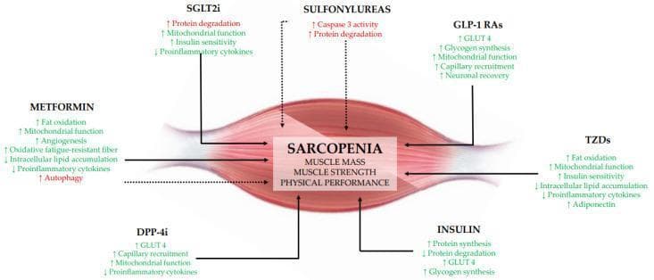 A medical infographic illustrating the complex pathophysiological relationship between various glucose-lowering medications and sarcopenia markers (muscle mass, strength, and physical performance). The central element is a skeletal muscle illustration superimposed with a box containing the key clinical outcomes of sarcopenia. Surrounding this are seven classes of antidiabetic drugs: Metformin, SGLT2 inhibitors (SGLT2i), Sulfonylureas, GLP-1 receptor agonists (GLP-1 RAs), DPP-4 inhibitors (DPP-4i), Thiazolidinediones (TZDs), and Insulin. Each drug is mapped to specific cellular and metabolic effects—such as mitochondrial function, protein synthesis/degradation, fat oxidation, and proinflammatory cytokines—using arrows to indicate increase or decrease. Solid black lines and green text signify beneficial mechanistic pathways (e.g., increased angiogenesis, GLUT4, and glycogen synthesis), while dotted lines and red text denote detrimental pathways (e.g., increased autophagy, protein degradation, and caspase-3 activity). The diagram highlights the mixed effects of agents like Metformin and SGLT2i versus the primarily beneficial profile of GLP-1 RAs and TZDs, and the purely catabolic indicators associated with Sulfonylureas in this specific clinical context.