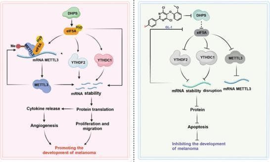 This pathophysiology diagram illustrates the regulatory role of Deoxyhypusine synthase (DHPS) in melanoma progression and the therapeutic mechanism of its inhibitor, GL-1. The illustration is divided into two comparative pathways. The 'Promoting the development of melanoma' pathway (left) shows DHPS catalyzing the hypusination (Hyp) of eIF5A. This activated eIF5A-Hyp complex facilitates the self-m6A-methylation of METTL3 and promotes the translation of YTHDF2 and YTHDC1. These m6A-related factors maintain mRNA stability, leading to protein translation, cytokine release, angiogenesis, and cell proliferation/migration. The 'Inhibiting the development of melanoma' pathway (right) demonstrates the action of the small molecule inhibitor GL-1, which targets DHPS. This inhibition prevents eIF5A hypusination, subsequently disrupting the expression of METTL3, YTHDF2, and YTHDC1 (represented by greyed-out icons and inhibitory bars). This cascade leads to mRNA stability disruption, reduced protein synthesis, and the induction of apoptosis. The diagram highlights the potential of DHPS as a target for anti-melanoma therapy by modulating intracellular m6A-methylation and translational homeostasis.