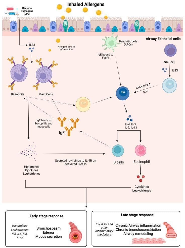 A pathophysiology diagram illustrating the cellular and molecular mechanisms of the asthma allergic response. The pathway begins with inhaled allergens and bacterial pathogens (LPS) interacting with airway epithelial cells, triggering the release of IL-33 and antigen presentation by dendritic cells (APCs). The central signaling cascade involves various immune cells, including NKT cells, ILC2/ILC3, Th2 cells, basophils, mast cells, B cells, and eosinophils. Key mediators shown include IgE (binding to FcεRI), IL-4, IL-5, IL-9, IL-13, and IL-17. The diagram divides clinical outcomes into two phases: the Early Stage Response, characterized by histamine/leukotriene release leading to bronchospasm, edema, and mucus secretion; and the Late Stage Response, driven by chronic inflammatory mediators (IL-5, IL-13) resulting in chronic airway inflammation, chronic bronchoconstriction, and airway remodeling. This schematic highlights the complex cellular cross-talk and cytokine signaling responsible for both acute hypersensitivity and long-term structural changes in asthmatic airways.