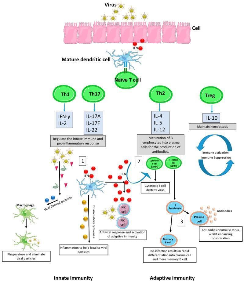 A comprehensive pathophysiology diagram illustrating the integrated human innate and adaptive immune responses to a viral infection. The diagram is divided into two primary sections. The 'Innate Immunity' side depicts viral entry into host cells, triggering the release of interferon (IFN) and inflammatory cytokines. This leads to the activation of natural killer (NK) cells and macrophages for phagocytosis. Concurrently, professional antigen-presenting cells, specifically mature dendritic cells, bridge the two systems by presenting viral antigens to naïve T cells. The 'Adaptive Immunity' side details the differentiation of naïve T cells into specific helper subsets: Th1 and Th17 (secreting IFN-γ, IL-2, IL-17A/F, IL-22 for pro-inflammatory regulation), Th2 (secreting IL-4, IL-5, IL-12 for B lymphocyte maturation), and Treg (secreting IL-10 for homeostasis). The cellular response shows cytotoxic T cells (CD8+) destroying infected cells and T helper cells (CD4+) stimulating B lymphocytes. The humoral response highlights B cell differentiation into plasma cells for antibody production (neutralization and opsonization) and memory B cells for rapid response upon re-infection.
